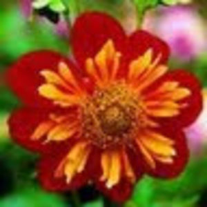 Meet your Posher, Sayaka